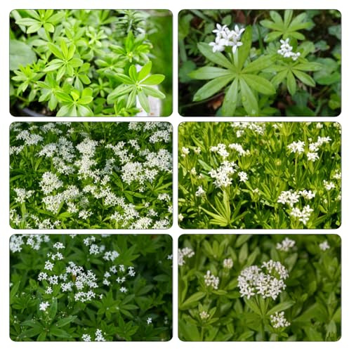 250samen waldmeister frühlingsblumen x dürreresistente