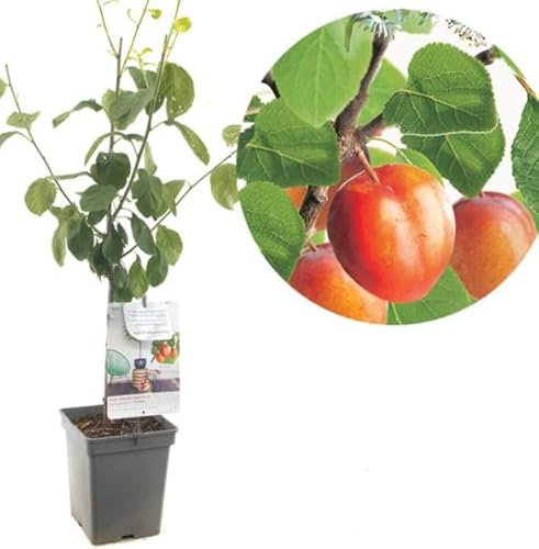 Fruit Tree - Prunus domestica 'Victoria' - Plum Potted Tree in 13 cm Pot - Winter Hardy Fruiting