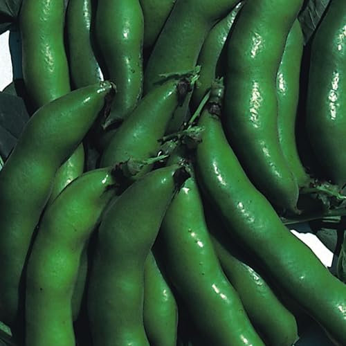 Sutton Dwarf Broad Bean Seeds - 45 Seeds for Autumn or Spring Planting Very Hardy OverWinter Vegetable Plant and Grow Your Own Vegetables - Packed in The UK by Meldon Seeds