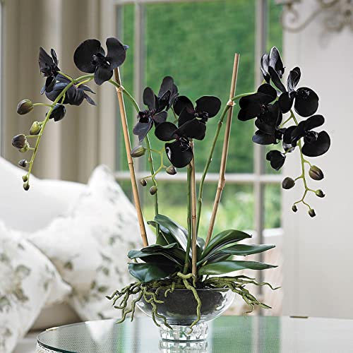 Ponak Neue 50pcs Phalaenopsis-Orchideen-Pflanzensamen Schwarz