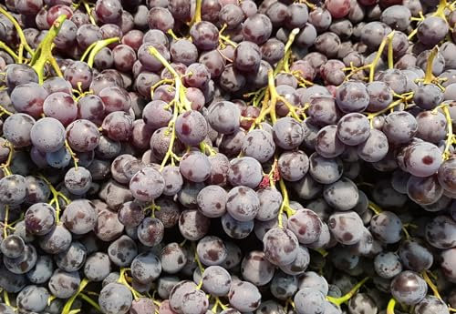 Vitis vinifera 'Muscat de Hambourg' greffé sur 3309 / Vigne 'Muscat de Hambourg' / Conteneur de 1 à 1.9 litres/Raisin de table