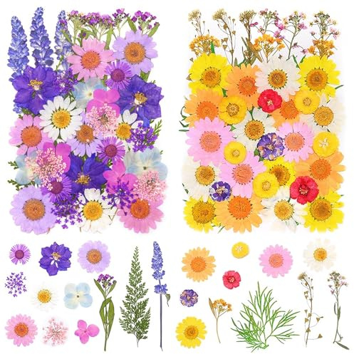 Qaestuan 81 stycken pressade blommor, naturliga torkade blommor, blandade arter, pressade blommor, multifunktionella, för harts-smycken, tvåltillverkning, fotoram