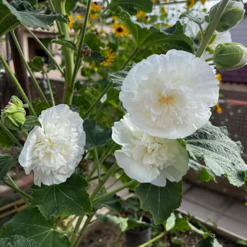 malvarosa - Alcea rosea - per gli amanti da giardino sul balcone semi di malvarosa aromatiche per aiuole rialzate decorazioni da giardino esterni, 40semi