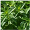 PREMIER SEEDS DIRECT - HERB - Spearmint - Mentha SPICATA - 4000 Seeds