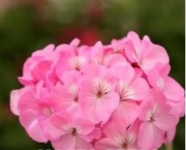 Just Seed - Flower - Geranium - Sprint Pink F2-50 Seed - Bulk