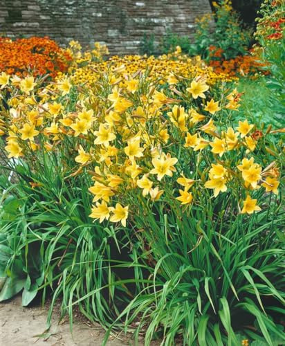 Hemerocallis x cult. 'Lemon Bells' 11x11 cm Topf – Winterhart, Mehrjährig, Pflegeleicht – Taglilie – Staude für Beet & Rabatte