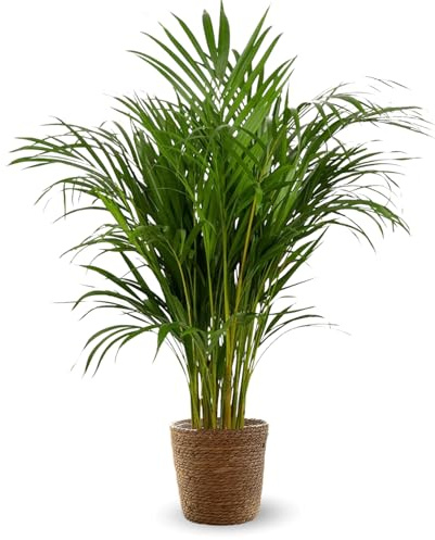 Attitude Jardin - Areca con cestino in giunco di mare - dypsis lutescens - palma da interno - 100-110 cm - ⌀ 22 cm - purificatore d'aria
