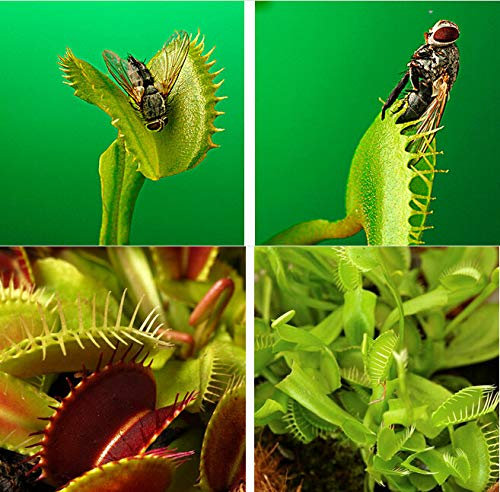 Samen Shopp Dionaea Samen Muscipula Riesen Clip Venusfliegenfalle Seeds 10 Stück Insectivorous Seed Gartenpflanze Blumensamen