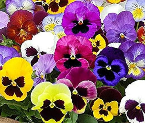 100 Graines Semences - Pensée des jardins à grandes fleurs suisses coloris mix fleurs comestible - 83