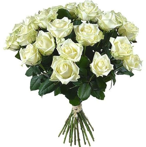 DECOALIVE | Ramo de Rosas Blancas Frescas l | Bouquet 25 Flores | Rosas Color Blanco Naturales y Frescas