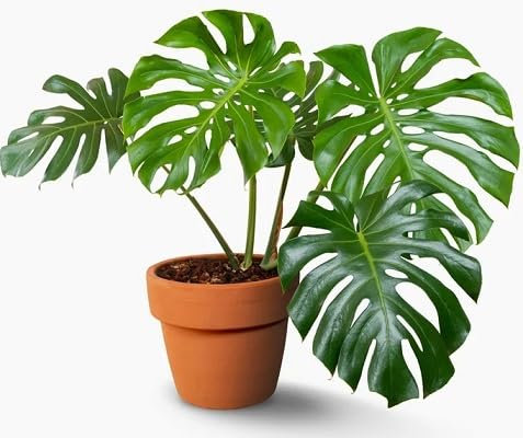 100 semi di pianta Monstera, verdi