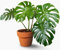 100 semillas de plantas de Monstera, verdes