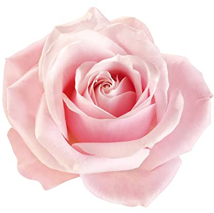 Rare Rose Plants, Climbing Rose 'New Dawn', 1 x Full Plant in 5 Litre Pot, Rose Bush, Garden Ready and Ready to Plant, Premium Quality Roses