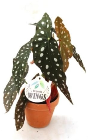 Begonia Maculata, 30-35 cm. Planta tropical con hojas verdes y manchas blancas, elegante y fácil de cuidar. Segura Garden.