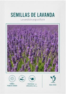 Semillas de Lavanda Mediterránea para Macetas y Parterres | DECOALIVE