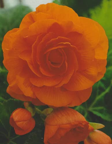 Begonien Großblütig gefüllt in orange Knollenbegonien Blumenzwiebeln (5 Blumenzwiebeln)