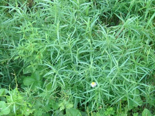 Artemisia Dracunculus Dragoncello Russo 0,3 grammi, CIRCA 1,50 Semi