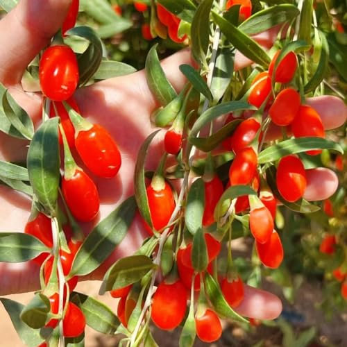 100 pcs goji beeren baum samen, exotische pflanzen, extrem winterharte kübelpflanzen wolfsbeeren - Lycium chinense - indoor plants, samen geschenk säulenobst, geschenke alte sorten,