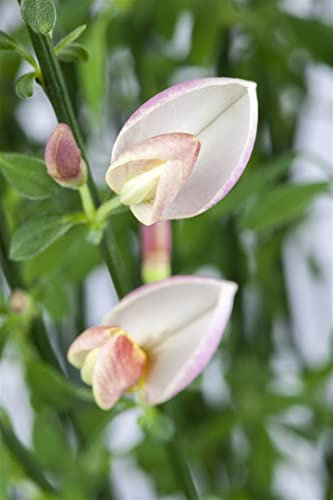 Cytisus scoparius 'Moyclare Pink' 40-50 cm - Besenginster, rosa Blüten, Blütezeit April-Juni, ideal für Rabatten, pflegeleicht und bienenfreundlich