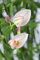 Cytisus scoparius 'Moyclare Pink' 40-50 cm - Besenginster, rosa Blüten, Blütezeit April-Juni, ideal für Rabatten, pflegeleicht und bienenfreundlich