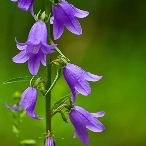 Campanula Rapunculoides - Campanilla - 50 Semillas