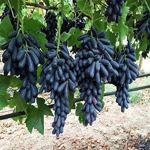 Winterhart Traubenwurzel, Trauben Kernlos, Garten Tafeltraube, Elegante, Winterhart, Weintrauben Kernlos Winterhartes,-1 Weinreben -F