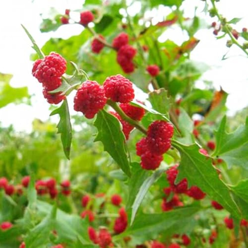semi di spinaci alla fragola, esotico raro semi di biologici invernali Perenni resistenti sostenibili aromatiche da giardino per gli 100pcs