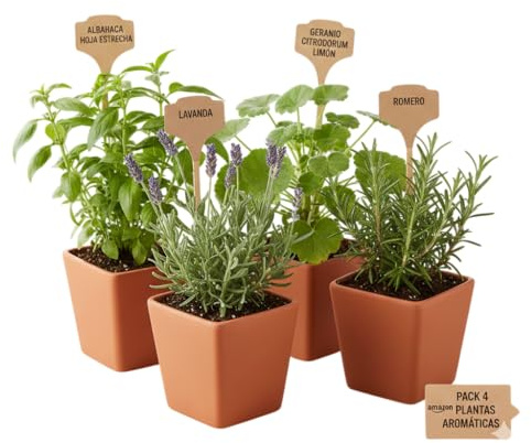 Kit Repelente Natural de 4 Plantas Aromáticas DECOALIVE | Geranio Limón, Albahaca Estrecha, Romero y Lavanda