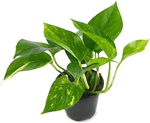 DECOALIVE Potho Planta Natural de Interior Epipremnum Aureum Potus, Pothos o Potos