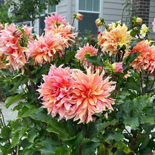 Bulbi di dalia, Le da giardino sono Le perenni sono 9pcs