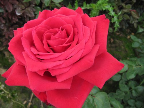 Loving Memory - Bareroot Hybrid Tea Garden Rose Bush - Deep Red, Repeat Flowering, a Great Tribute Gift