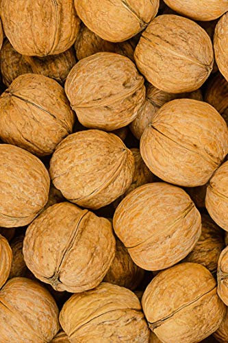 Albero di Noce pianta di noce Età 2 anni già innestato pianta da frutto di noci in vaso pianta vera di noci venduta da eGarden.store (Comune)