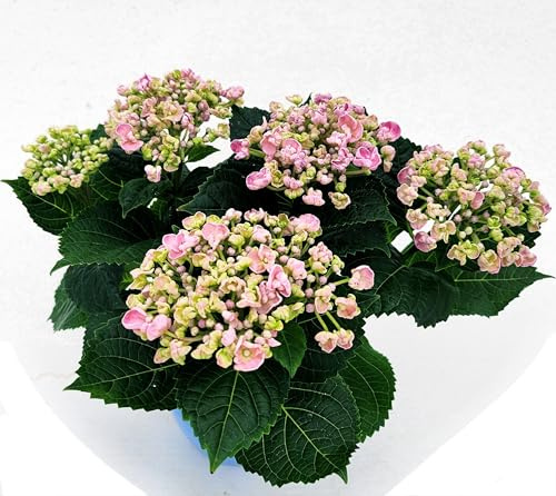 POWERS TO FLOWERS - ORTENSIA NANA ROSA HOPCORN IN VASO 11CM, pianta vera