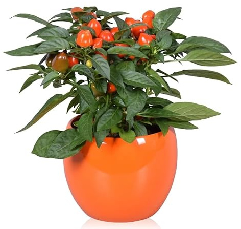 Semi Peperoncino Multicolor sel. chiara (100 pz) – Piccante Leggero – Colori Giallo, Arancio e Rosso – raimbow, Pianta Ornamentale e Produttiva, Peperone tondo piccante