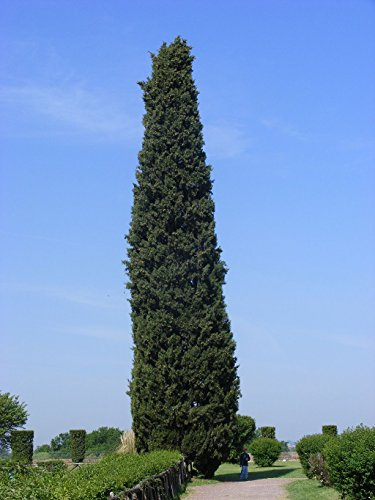1000 Samen Mittelmeer-Zypresse (Cupressus sempervirens)