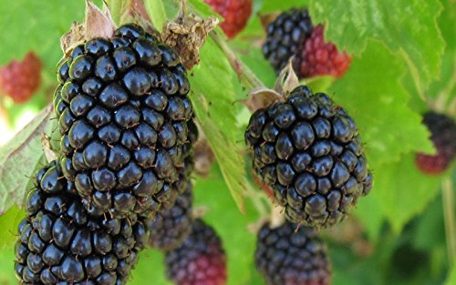 1 Triple Crown BlackBerry Plant - 2 Year All Natural Grown - Ready for Fall Planting