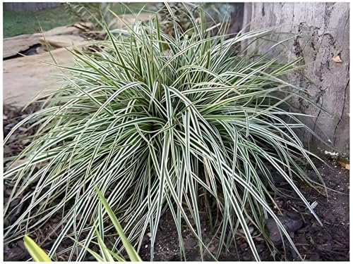3 x Carex oshimensis 'Everest' im 1 Liter Topf (Ziergras/Gräser/Winterhart/Mehrjährig/Immergrün/Bodendecker) Weiß Grüne Japan Segge - Pflegeleicht - sehr Frosthart - von Stauden Gänge