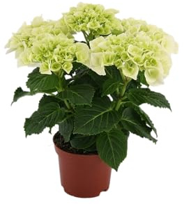 Hortensia Blanca en Maceta Planta Natural con Flores Vibrantes y Follaje Exuberante