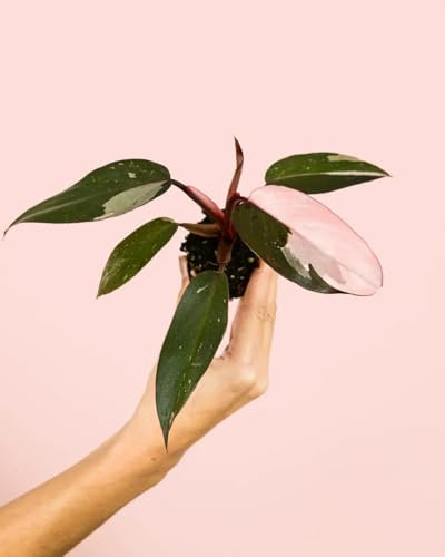 PUR PLANT Philodendron Pink Princess | Planta natural de interior tropical y exótica | Hojas variegadas en tonos rosa y verde oscuro | Elegante y decorativa | Maceta de Ø5 cm