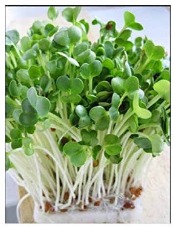 PREMIER SEEDS DIRECT Organic/BIO Sprouting Seeds - Radish Daikon/White - 40GM