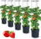 Tymar Tomatentopf, Tomatenkübel, Tomatenpflanze, Tomaten Balkon, mit Rankhilfe Rangitter, mit wasserspeicher (5 Stück, ø 30 cm)