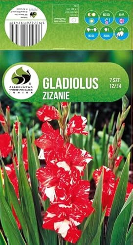 AGRONOM | GLADIOLOS - ZIZANIE | Bulbos de flores perennes | Flores multicolores | Cultivadas en jardines de flores y céspedes floridos | 7 bulbos