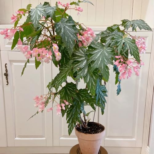 semillas de begonia jardineros Begonia trucha de verano resistentes jardines rocas lugares soleados interior decoración 800pcs