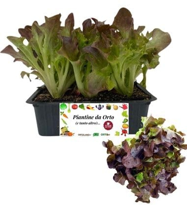 P. Piantine da Orto | Lattuga Foglia di Quercia Rossa, Pianta da Orto o Balcone Pronta al Trapianto, Kit da 9 Piantine, Pianta Vera da Esterno, Vivaio Italiano