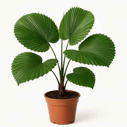 10 graines à semer - Le Grenier d'Abondance - PALMIER d'ombre Tropicale - Licuala Paludosa