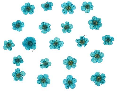 PATIKIL Torkad pressad blomma, 60 st för gör-det-själv harts hantverk naglar klippbok dekorativa smycken blommor dekorativa ljus, blå himmel