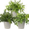 Briful Kunstpflanze Mini Künstliche Grüne Pflanze Eukalyptus Rosmarin Kräuter im Zementtopf Deko Badezimmer Schreibtisch Küche Garden Dekoration 3er Set