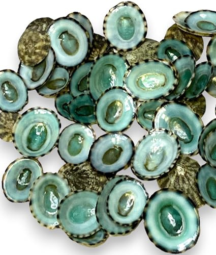 Tumbler Home Sea Shells for Crafting, 40pcs of Small Shells 0.5 to 1 inch Green Limpet Seashells for Crafts, Decoration & Coastal Décor