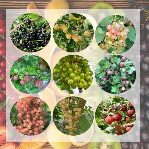 johannisbeeren pflanzen samen - pflanzen deko gartenpflanzen johannisbeerstrauch stachelbeeren pflanzen winterharte stauden pflanzen samen indoor obst samen winterharte kübelpflanzen 420pcs