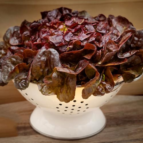 PflücksalatSamen, gemüsesamen SalatSamen, seltene garten pflücksalat wintergemüse 150pcs